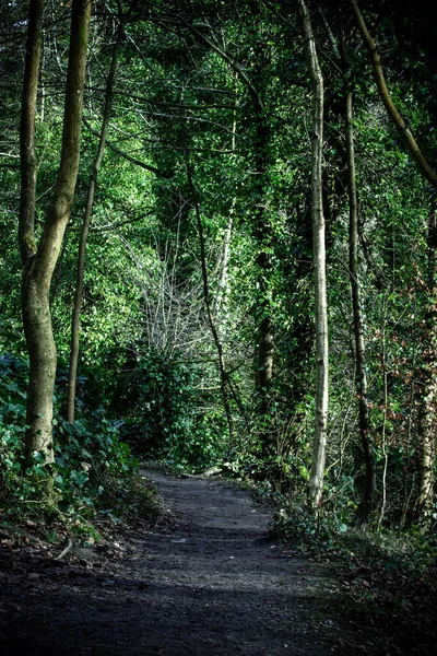 Caminho Através Uma Floresta — Fotografia de Stock