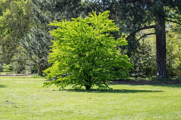 Büyük yeşil bir ağacın güzel manzarası.