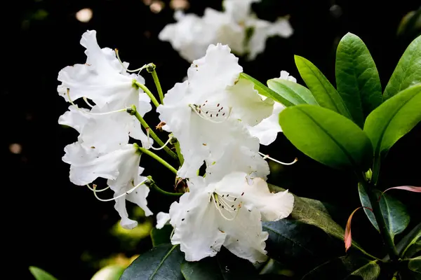 Białe Kwiaty Ogrodzie — Zdjęcie stockowe
