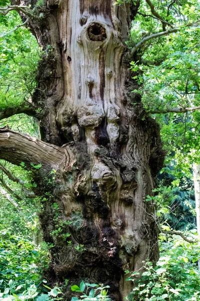 stock image a large tree on the forest