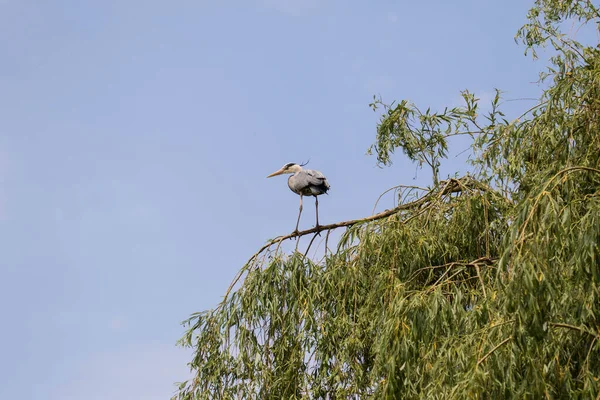 Svart Stork Fågel Träd Skogen — Stockfoto