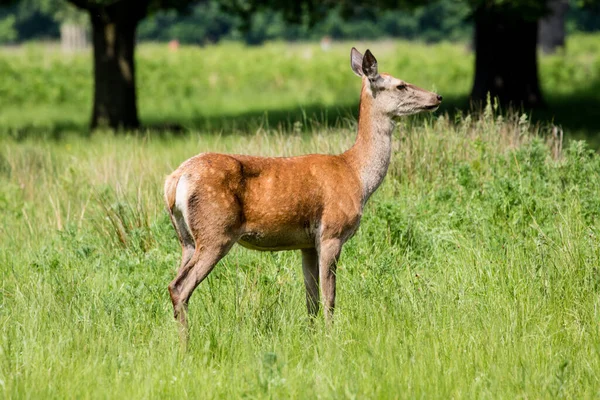 çayırda otlayan geyik