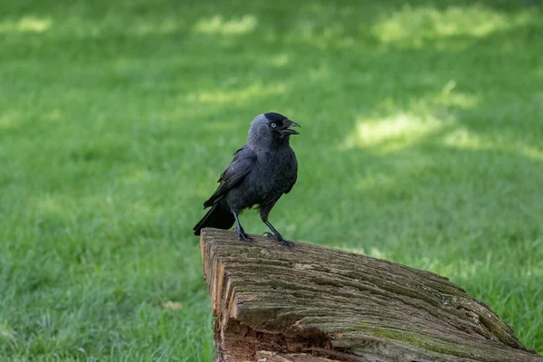 Corbeau Noir Assis Sur Une Souche — Photo