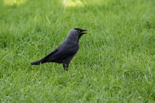 Corbeau Noir Dans Herbe Verte — Photo