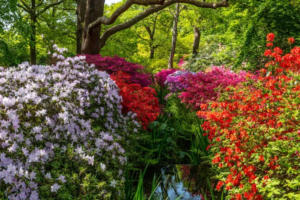 stock image beautiful spring flowers in the garden