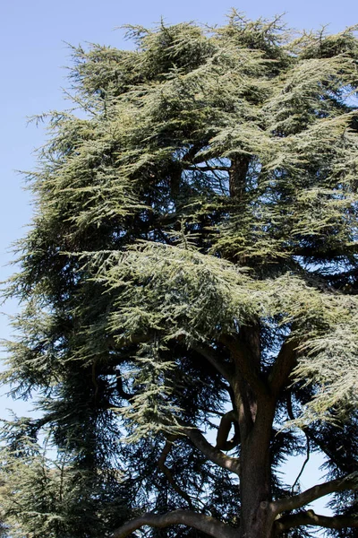 big tree with big crown in the garden