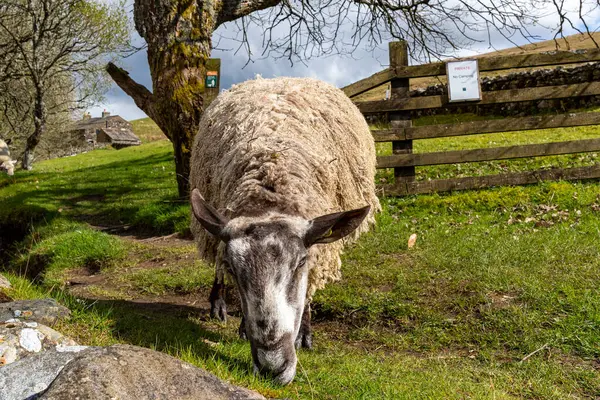 Sheep Pasture Beautiful Green Meadow — Stock Photo, Image