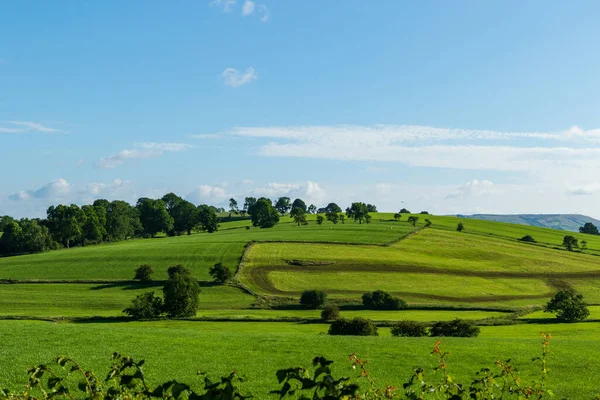 stock image green meadow with blue sky and white clouds.