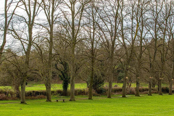 나뭇잎 과푸른 잔디가 — 스톡 사진