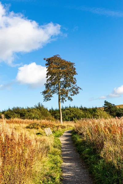 Eine Wunderschöne Herbstlandschaft Mit Einem Baum Hintergrund — Stockfoto
