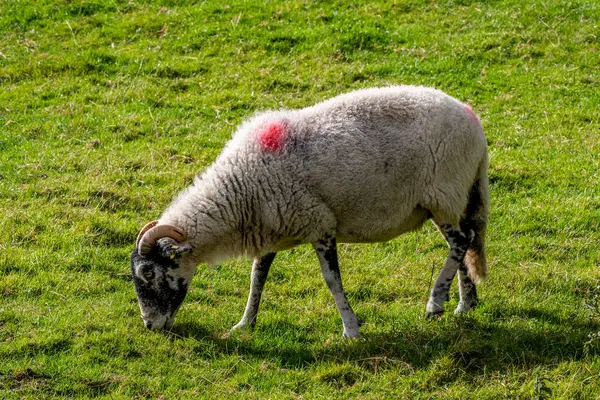 Sheep Green Pasture — Stock Photo, Image