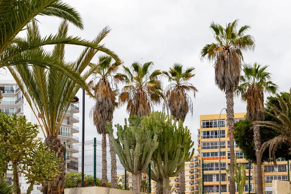 Los Angeles Kalifornia Usa Czerwiec Widok Palm Przed Los Angeles — Zdjęcie stockowe