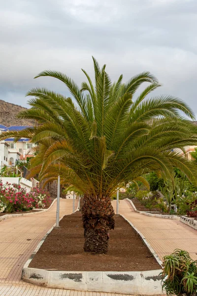 palm tree on the coast of the island of crete