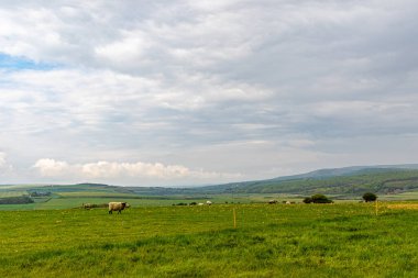 yeşil alan ve mavi bulutlu gökyüzü