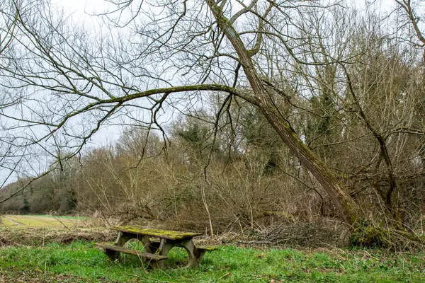 Ein Schöner Blick Auf Einen Baum Park Einem Frühlingstag — Stockfoto