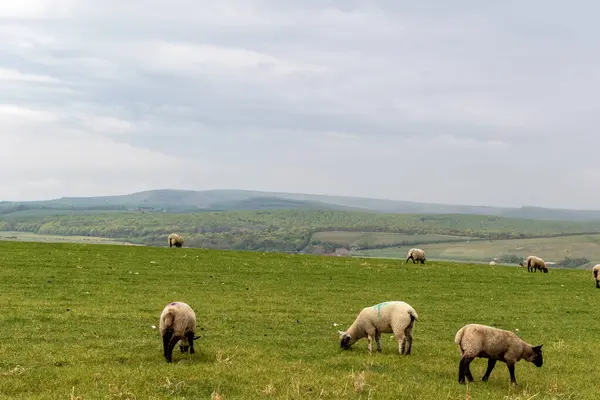 Cows Sheep Grazing Green Field — Stock Photo, Image