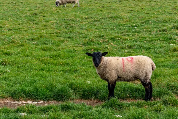 Sheep Field — Stock Photo, Image