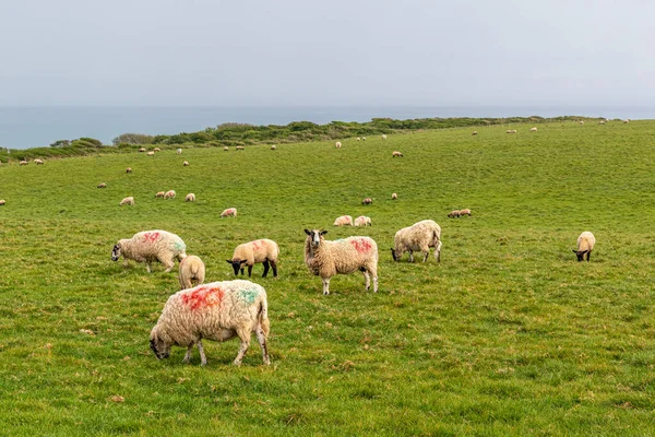 Sheep Green Grass Sea — Stock Photo, Image