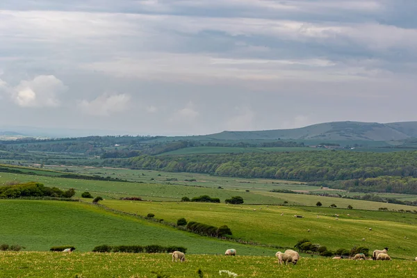 stock image view of the green countryside with blue sky