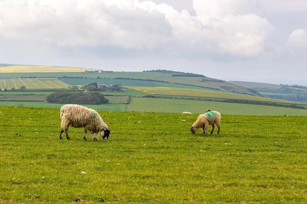 Flock Sheep Grazing Grass — Stock Photo, Image