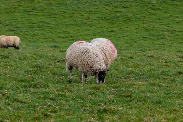Sheeps Het Veld — Stockfoto