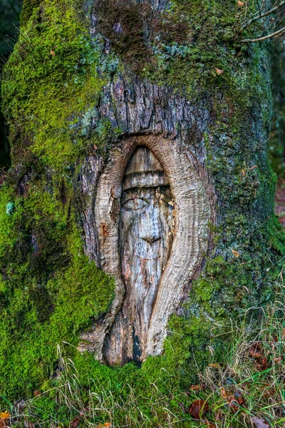 Tree Stump Middle Tree — Stock Photo, Image