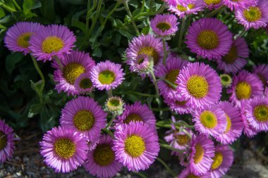 Pembe bir çiçeğe yaklaş