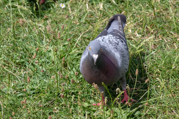 Taube Gras Vogel Der Natur — Stockfoto