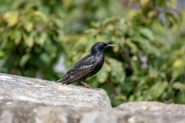 Schwarze Taube Sitzt Auf Einem Felsen — Stockfoto