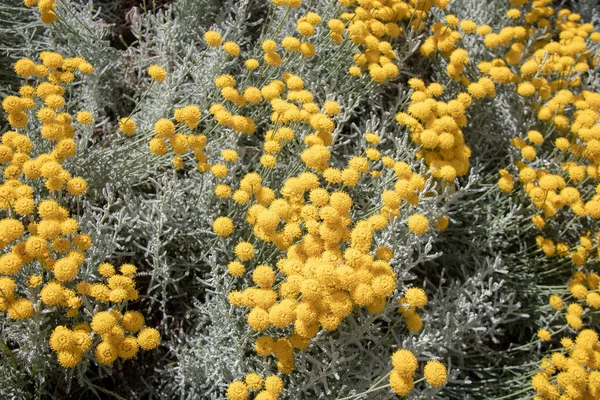 Stock image close up of the flowers of the plant in the garden