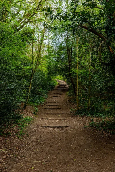 Weg Durch Grünen Wald — Stockfoto