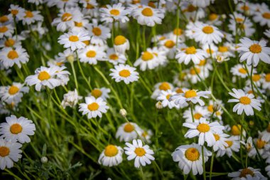 Yeşil arka planda beyaz çiçekler.