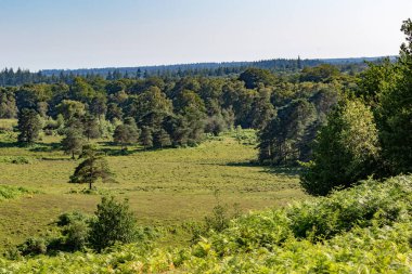 Güneşli mavi gökyüzünün arka planında bir orman manzarası