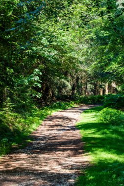 Yazın ormanda güzel bir yol.