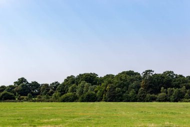 Ağaçlarla kaplı güzel bir manzara.