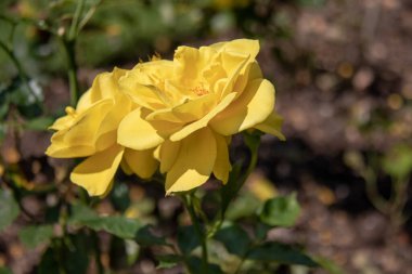 Doğada güzel bir gül