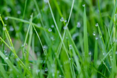 Çiyli yeşil çimen