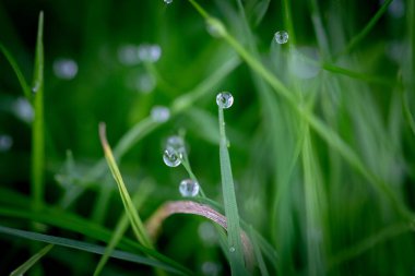 Çiy damlaları çimenlere düşer