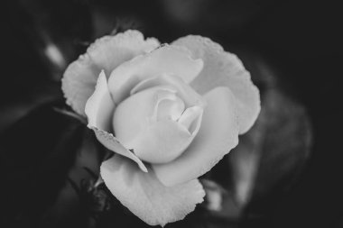 Bahçedeki beyaz çiçek.