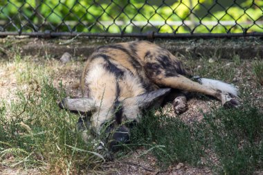 Ormanda Alman çoban köpeği