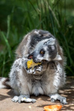 Lemur yemek yiyor. Lemur uzun kuyruklu küçük bir hayvandır. Mmur lemur murmuru bir lemur cinsidir.