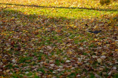 Parkta sonbahar yaprakları