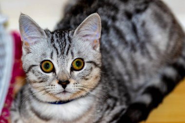 Kedi yatakta uzanıyor, kameraya bakıyor.