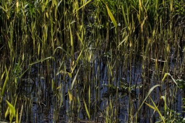 Nilüfer çiçeği, gölet