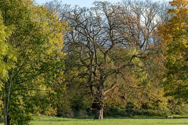 Krásný Záběr Stromů Žlutými Listy Podzim — Stock fotografie