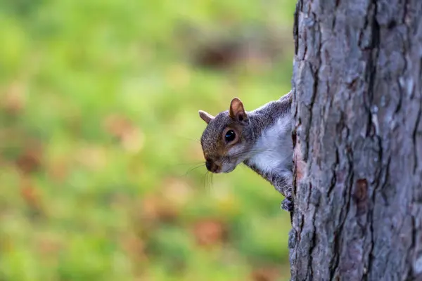 Veveriță Pădure — Fotografie, imagine de stoc