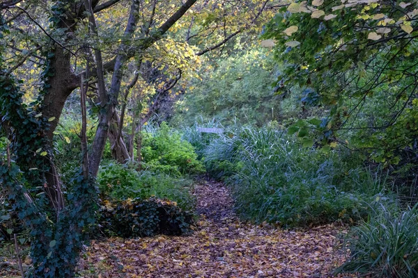 Weg Wald Mit Herbstlaub — Stockfoto