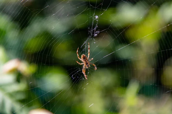 Selektivní Snímek Pavouka Webu Rozmazaným Pozadím — Stock fotografie