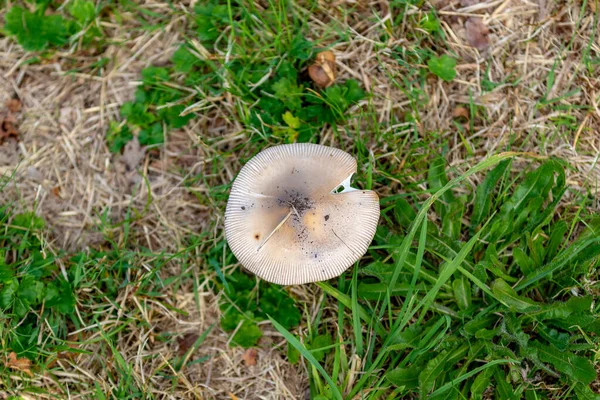 Vertical Closeup Mushroom Grass — Stock Photo, Image