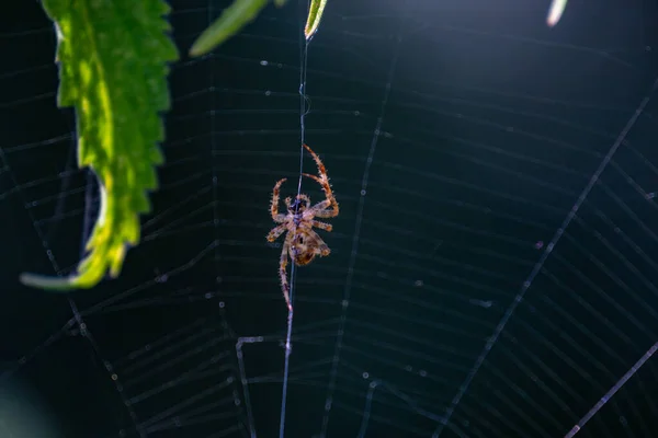 Big Green Spider Black Web Green Leaf — Stock Photo, Image
